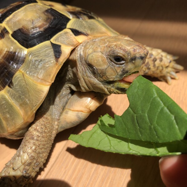 おやつ🥬